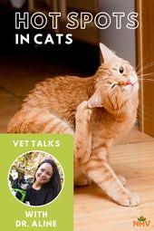 Because perhaps the noblest quality of all the cat qualities is the quiet grace and humility with which they accept recognition for their achievements. Vet Talks Hot Spots On Cats Nhv Pet Blog Cat Skin Hot Spot Cats