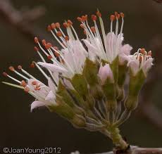 Image result for Combretum mossambicense