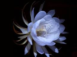 We hope you enjoy our growing collection of hd images to use as a background or home screen for your. 244956 Title Queen Of The Night Earth Flower Flowers Night Queen Flower 1600x1200 Download Hd Wallpaper Wallpapertip