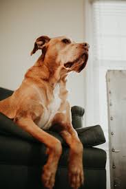 Adopters wishing to have their cat or kitten tested for felv/fiv may do so at the time of adoption for an additional $25. Happy Tails Judge Moses Sunday Gastonia Nc Daily Dog Tag