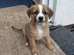 Österreichischer pinscher (öpi) gabor und gino george unsere welpen. Osterreichische Pinscher Welpen Wurfinformation