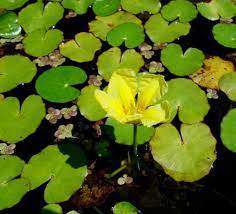 Image result for Nymphoides brevipedicellata