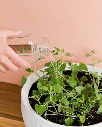 After the main bloom, plants should be cut back hard to encourage a second bloom and tidy shape. Catnip Plant Care How To Grow Maintain Catnip Indoors Apartment Therapy