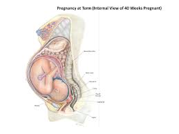 Find the perfect internal organs stock photos and editorial news pictures from getty images. Ppt Changes In A Woman S Body During Pregnancy Powerpoint Presentation Id 1934923
