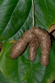 Image result for Dioscorea alata