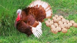 Although some people keep a or several toms (a mature male turkey) as pet. Gret Mom Bourbon Reds Turkey Laying Eggs Youtube