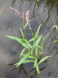 Image result for Persicaria decipiens