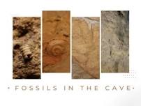 Guided Fossil Tour