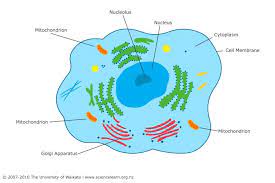 Dna in animal cell diagram. Cell Diagram Showing Mitochondria Science Learning Hub