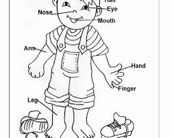 Head, face, forehead, eye, eyelid, eyelashes, eyebrow, teeth, mouth. Pin On English Worksheets For Kids