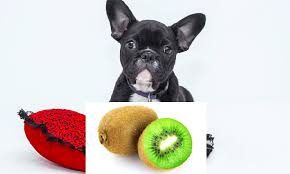 Yes, dogs can eat banana chips, but make sure that you monitor the amount given to your pet. Can Dogs Eat Kiwi Fruit 10 Shocking Facts You Need To Know