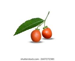 Image result for Putranjivaceae