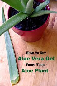 Aloe Vera Sac Cikarici Maske Tarifi Kadinlar Kulubu