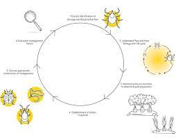 Ipm strategies focus mainly on managing insect pests such as. Integrated Pest Management Dudutech