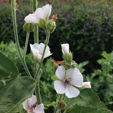 The proven health benefits of marshmallow plant will leave you with a smile. Marshmallow Seeds Hudson Valley Seed Company