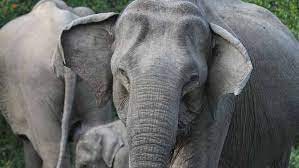 Blog Afrikanischer Und Asiatischer Elefant Natucate