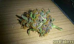 Night Queen Dutch Passion Cannabis Strain Info