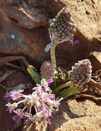 Image result for Ledebouria revoluta
