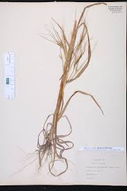 Image result for Heteropogon melanocarpus