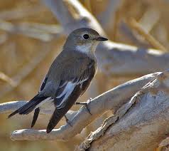 Este piso rodea la isla con un mayor grosor por las zonas de sotavento. Panoramio Photo Of Tarabilla Canaria Animals Beautiful Canary Islands Photo