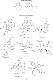 Image result for Ancylobothrys robusta