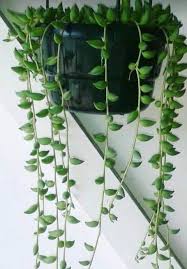 Succulents are the ideal houseplant, especially if you don't have a green thumb. 14 Cacti And Succulents That Hang Or Trail With Pictures Succulent Plant Care