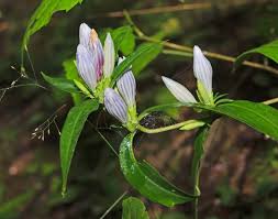 Image result for Gentianaceae