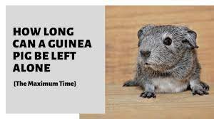 How Long Can A Guinea Pig Be Left Alone The Maximum Time
