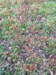 It will remove the effects of the weed killer. What Do I Do Once My Weeds Turn Brown Gardening Landscaping Stack Exchange