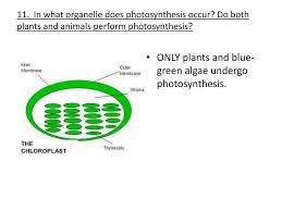 This atp can be used in a number of cellular reactions, and provides activation energy to help enzymes complete tasks. In Which Organelle Does Cellular Respiration Occur Where Does Glycolysis Take Place Quick Answer The Enzymatic Reactions Of Cellular Respiration Begin In The Cytoplasm But Most Of The Reactions