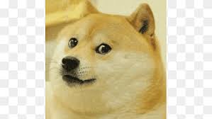 Jahzwares jailbreak jumpsuit uh 05 24 2019 0545 doge row. Doge Warrior Shiba Inu Puppy Roblox Others Mammal Child Carnivoran Png Pngwing