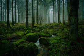 If you live outside of the us or you have the intention to go overseas to see how other wild places look like around the world. Black Forest Wikipedia