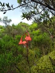 Image result for Disa ochrostachya