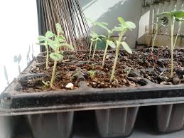 Bunga matahari merupakan bunga majemuk yang tersusun dari ratusan dan ribuan bunga kecil pada satu bongkolnya. Menanam Bunga Matahari Ayo Berkebun Di Sekitar Rumah