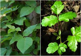 The leaflets, which are arranged along the stem in pairs (figure 5), are oblong with sharply pointed tips and smooth or somewhat wavy edges. Poison Oak Identification And Rash Treatment The Old Farmer S Almanac