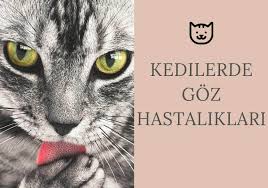 Kedimin Gozu Sulaniyor Kedi Hayvanlari Blog