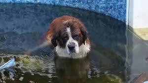 We breed strictly for the improvement of the breed through type, structure, correct. St Bernard Found Floating In New Jersey Pool Reunited With Family Abc7 New York