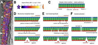 In vertebrates, somites subdivide into the sclerotomes, myotomes, syndetomes and dermatomes that give rise to the vertebrae of the vertebral column, rib cage and part of the occipital bone; A Mechanical Model Of Early Somite Segmentation Biorxiv