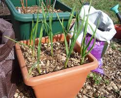 Maybe you would like to learn more about one of these? Growing Garlic In Raised Beds And Containers