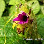 Image result for Ipomoea involucrata