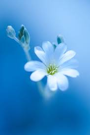 Check spelling or type a new query. White And Blue By Tero Makela Photo 156720051 500px Beautiful Flowers Wallpapers Nature Photography Flowers Flower Wallpaper