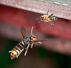 Image result for Crabbea velutina