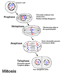 We did not find results for: Mitosis Labeled Diagram