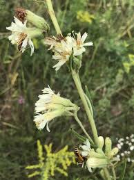 Image result for Nesaea aspera