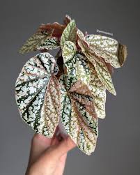 Image result for Begonia scutifolia