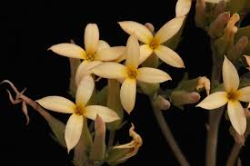 Image result for Kalanchoe glaucescens