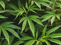 Tinctures are offered in orange, mint, natural, and berry flavors. Some Cannabinoids May Result In Tinnitus