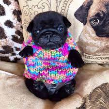 72 Tiny Animals In Tiny Sweaters That Will Make You Go Aww Bored Panda