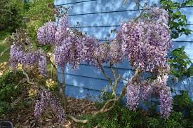 Image result for Wisteria