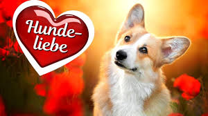 Hunde Spruche Und Weisheiten Schone Zitate Hundeliebe Spruche Zum Nachdenken Hunde Video Youtube